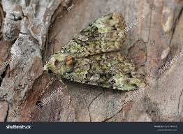 Attēlu rezultāti vaicājumam “Anaplectoides prasina”