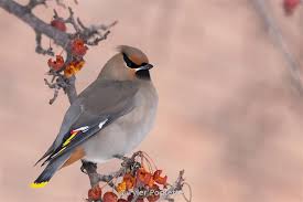 Attēlu rezultāti vaicājumam “Bombycilla garrulus adult”