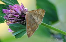 Attēlu rezultāti vaicājumam “Sitochroa verticalis”