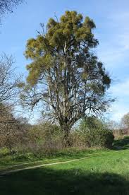 Attēlu rezultāti vaicājumam “Viscum album fruit”