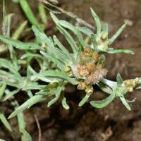Attēlu rezultāti vaicājumam “Gnaphalium uliginosum leaf”