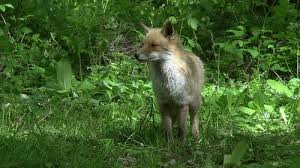 Attēlu rezultāti vaicājumam “Vulpes vulpes  adult”
