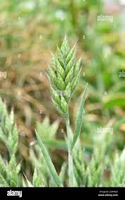 Attēlu rezultāti vaicājumam “Bromus hordeaceus subsp. hordaceus”