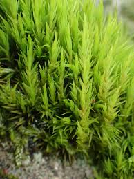 Attēlu rezultāti vaicājumam “Dicranum scoparium”