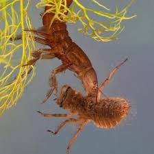 Attēlu rezultāti vaicājumam “Dytiscus sp. larva”