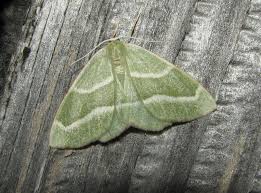 Attēlu rezultāti vaicājumam “Hylaea fasciaria”