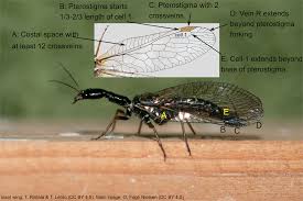 Attēlu rezultāti vaicājumam “Raphidioptera”