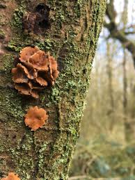 Attēlu rezultāti vaicājumam “Enerthenema papillatum young”