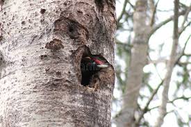 Attēlu rezultāti vaicājumam “Dryocopus martius adult”