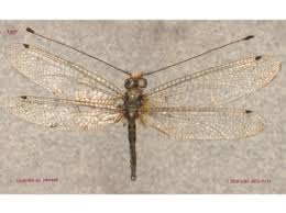 Attēlu rezultāti vaicājumam “Neuroptera”