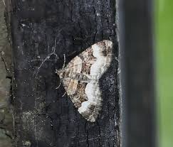 Attēlu rezultāti vaicājumam “Phalonidea permixtana”