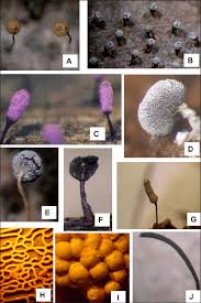 Attēlu rezultāti vaicājumam “Cribraria intricata”