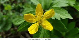 Attēlu rezultāti vaicājumam “Anemone x lipsiensis leaf”