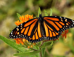 Image result for monarch butterfly