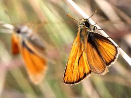 Attēlu rezultāti vaicājumam “Thymelicus lineola underside”