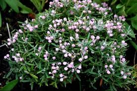 Attēlu rezultāti vaicājumam “Andromeda polifolia”