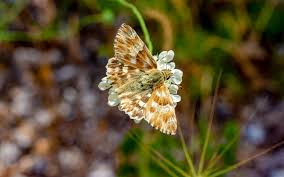 Attēlu rezultāti vaicājumam “Carcharodus floccifera”