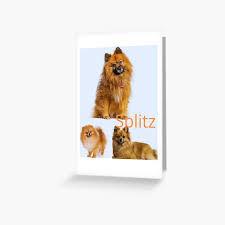 Image result for Splitz Gc