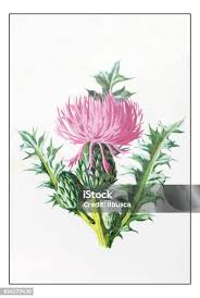 Attēlu rezultāti vaicājumam “Cirsium acaule fruit”