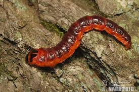 Attēlu rezultāti vaicājumam “Cossus cossus”