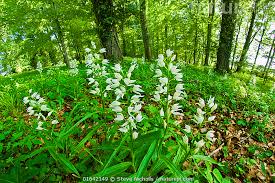 Attēlu rezultāti vaicājumam “Cephalanthera longifolia”