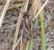 Attēlu rezultāti vaicājumam “Agrotis vestigialis”