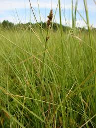 Attēlu rezultāti vaicājumam “Carex diandra”