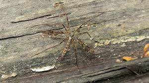 Attēlu rezultāti vaicājumam “Epiphragma ocellare”