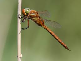 Attēlu rezultāti vaicājumam “Aeshna isoceles”