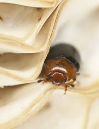 Attēlu rezultāti vaicājumam “Erotylidae”