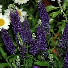 Attēlu rezultāti vaicājumam “Veronica longifolia bud”