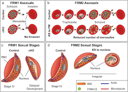 Attēlu rezultāti vaicājumam “Lignydium muscorum plasmodium”