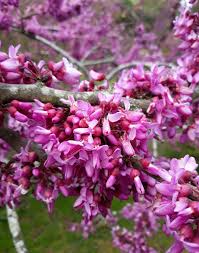 Attēlu rezultāti vaicājumam “Cercis siliquastrum”