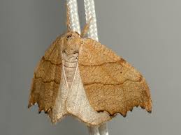 Attēlu rezultāti vaicājumam “Falcaria lacertinaria”