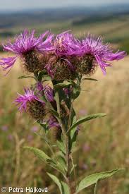 Attēlu rezultāti vaicājumam “Centaurea phrygia bud”