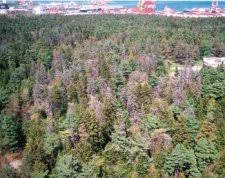 Attēlu rezultāti vaicājumam “Tetropium fuscum”