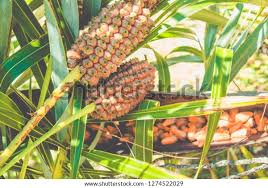 Attēlu rezultāti vaicājumam “Carex arenaria  fruit”