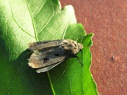 Attēlu rezultāti vaicājumam “Agrotis exclamationis”