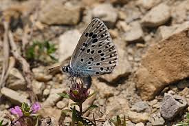 Attēlu rezultāti vaicājumam “Phengaris arion upperside”