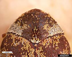 Attēlu rezultāti vaicājumam “Anthrenus museorum”