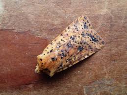 Attēlu rezultāti vaicājumam “Conistra rubiginea”