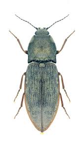 Attēlu rezultāti vaicājumam “Prosternon tessellatum”