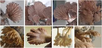 Attēlu rezultāti vaicājumam “Schizophyllum commune”