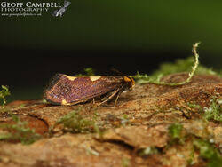 Attēlu rezultāti vaicājumam “Incurvariidae”