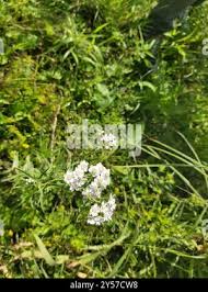 Attēlu rezultāti vaicājumam “Achillea salicifolia leaf”