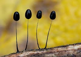 Attēlu rezultāti vaicājumam “Comatricha elegans var. microspora”