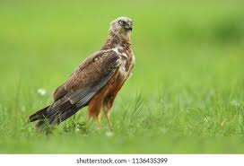 Attēlu rezultāti vaicājumam “Circus aeruginosus”