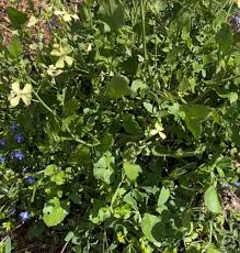 Attēlu rezultāti vaicājumam “Sinapis arvensis leaf”