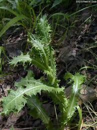 Attēlu rezultāti vaicājumam “Sonchus asper”