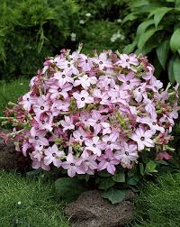 Image result for Nicotiana x sanderae